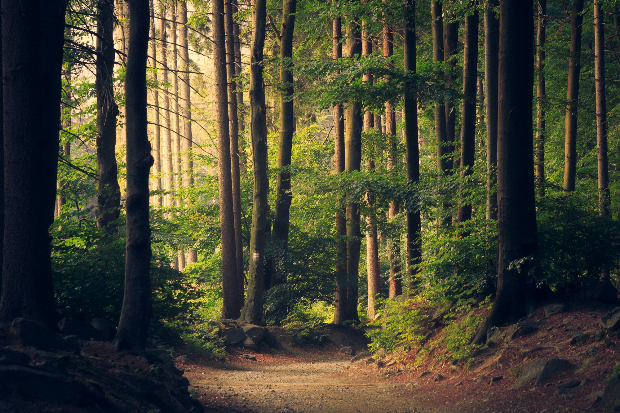 Paisagem de floresta