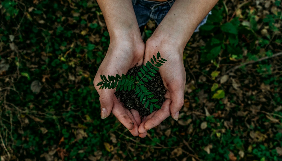 Mãos segurando uma muda em terra — fotografia ilustrativa